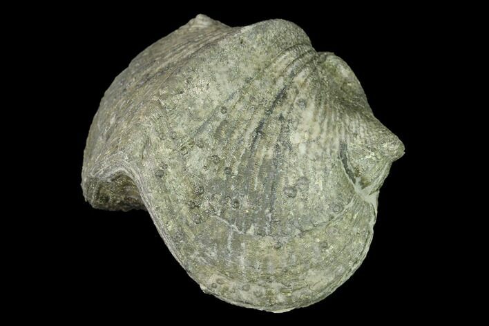 Pyrite Replaced Brachiopod (Paraspirifer) Fossil - Ohio #142148